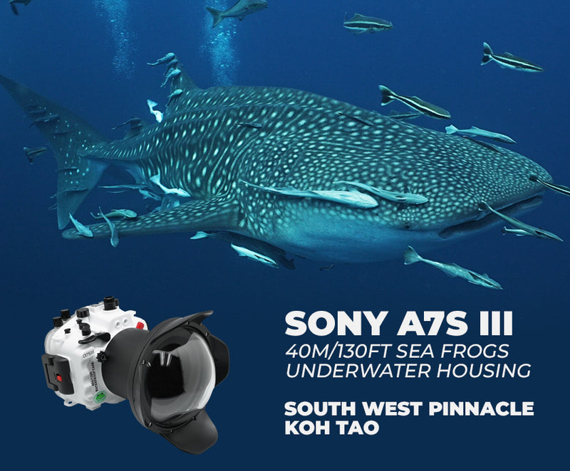 Sony A7S III / FE 16-35mm F4 lens in Sea Frogs housing - Whale Shark at South West Pinnacle Koh Tao